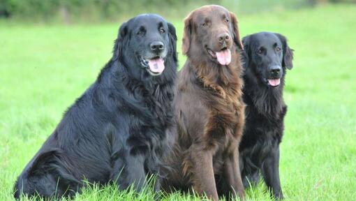 Flat coated shop retriever red